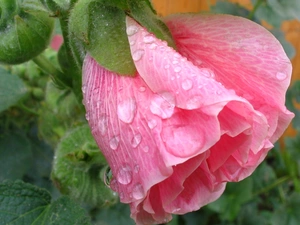 Colourfull Flowers, mallow