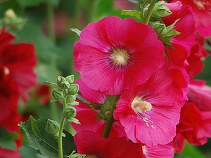 Colourfull Flowers, mallow