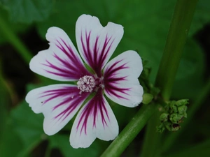 Colourfull Flowers, Mallow