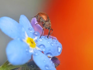 Colourfull Flowers, Insect, dew, Close, forget-me-not, Weevil