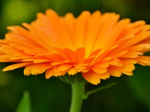 Marigold Medical, Orange, Colourfull Flowers