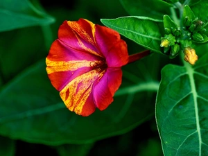 Colourfull Flowers, Mirabilis