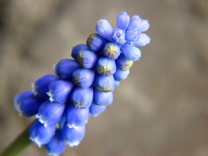 Muscari, spring, Colourfull Flowers