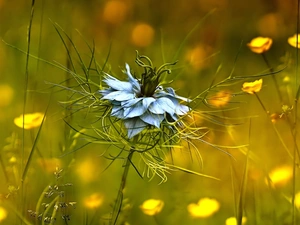 Colourfull Flowers, Nigella