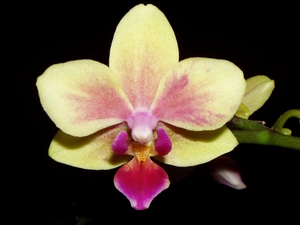 Colourfull Flowers, orchid