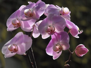 Colourfull Flowers, orchid