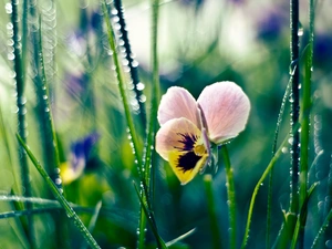 Colourfull Flowers, pansy