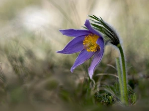 pasque, Violet, Colourfull Flowers