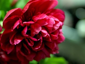 Colourfull Flowers, peony