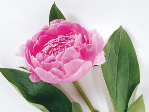 peony, Pink, Colourfull Flowers