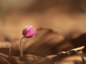 dry, Leaf, Hepatica, Colourfull Flowers, Pink
