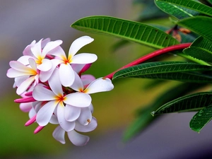 Colourfull Flowers, Plumeria