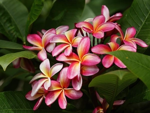 Colourfull Flowers, Plumeria