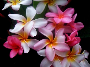 Colourfull Flowers, Plumeria