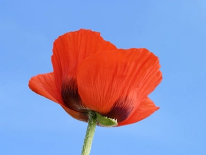 poppies, Red, Colourfull Flowers