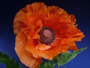 poppies, Red, Colourfull Flowers