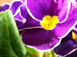 primrose, Violet, Colourfull Flowers