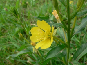 Colourfull Flowers, primrose, Leaf, Yellow, stalk