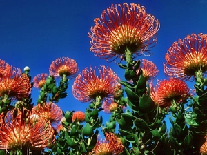 Protea, exotic, Colourfull Flowers