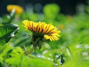 puffball, Yellow, Colourfull Flowers, common