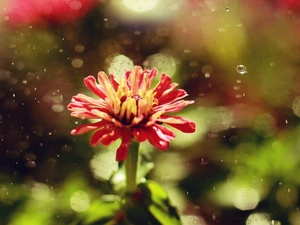 Rain, Red, Colourfull Flowers