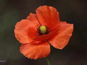 plant, red weed, Colourfull Flowers