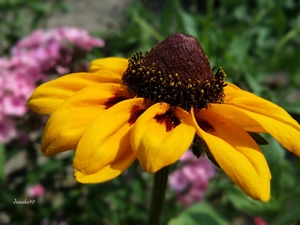 Colourfull Flowers, Rudbeckia