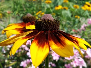 Colourfull Flowers, Rudbeckia