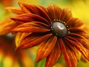 Colourfull Flowers, Rudbeckia