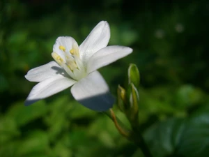 White, Solidarity Leader, Colourfull Flowers