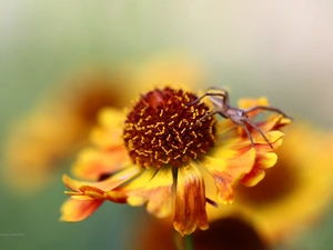 Spider, Helenium, Colourfull Flowers