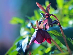 Spring, Colourfull Flowers, Bear