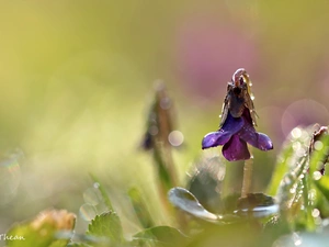 Colourfull Flowers, Spring, Fragrant, Violet, violet