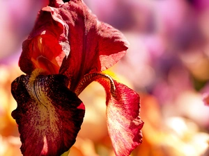 summer, iris, Colourfull Flowers