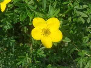 summer, Yellow, Colourfull Flowers, Potentilla