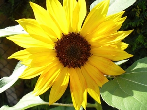 Colourfull Flowers, sunflower