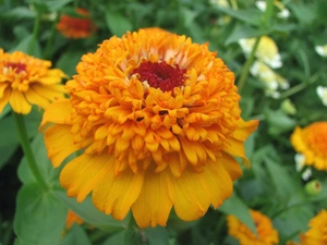 Colourfull Flowers, Tagetes