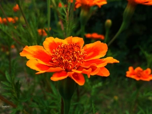 Colourfull Flowers, Tagetes