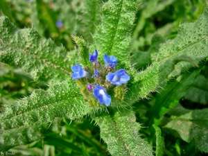 Colourfull Flowers, teasel