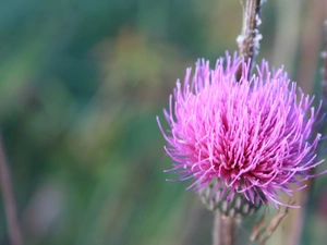 teasel, Pink, Colourfull Flowers