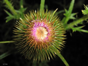 Colourfull Flowers, teasel