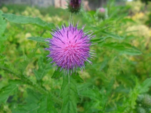 thistle, Violet, Colourfull Flowers