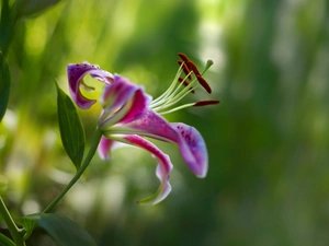 Tiger Lily, Colourfull Flowers