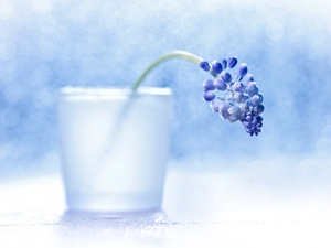 Colourfull Flowers, vase, Muscari, blue, decoration