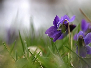 Viola odorata, Colourfull Flowers