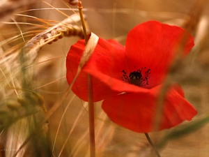 red weed, Red, Colourfull Flowers, corn