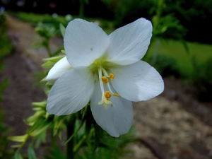 Wielosi?, White, Colourfull Flowers