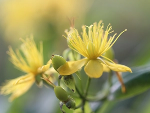 Yellow, Colourfull Flowers, St. John