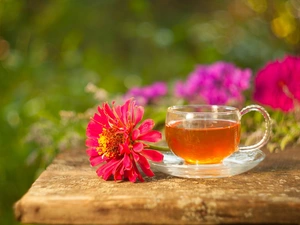 zinnia, blurry background, tea, Colourfull Flowers, cup