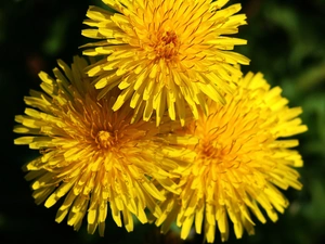 coltsfoot, Flowers